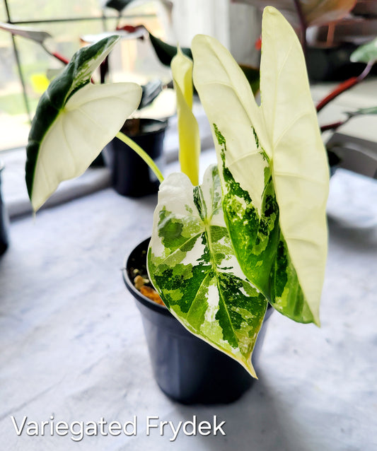 Alocasia Variegated Frydek