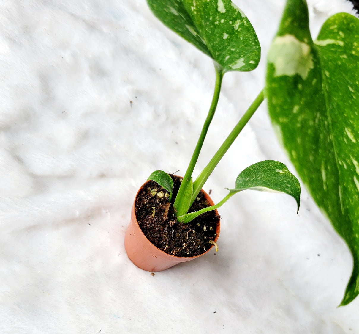 Thai Constellation Monstera