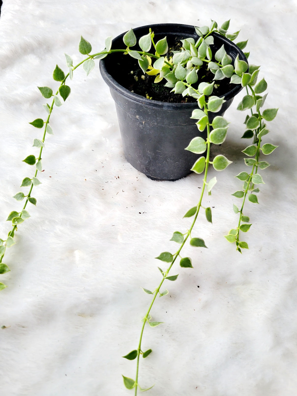 String of Hearts