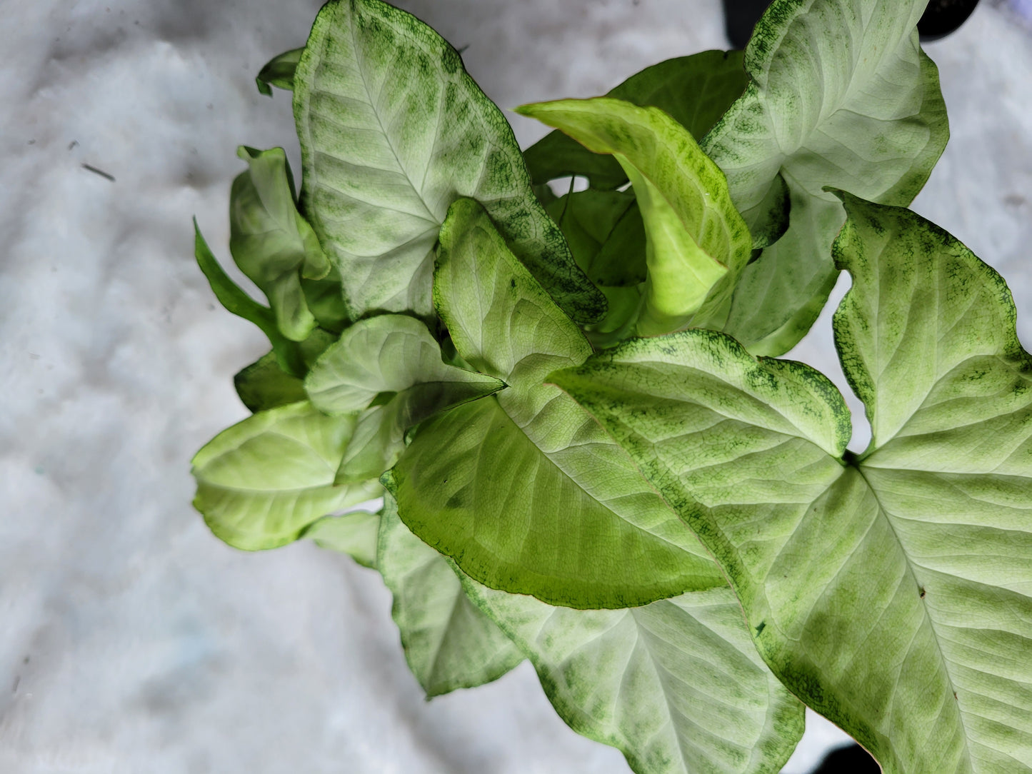 Syngonium White Butterfly