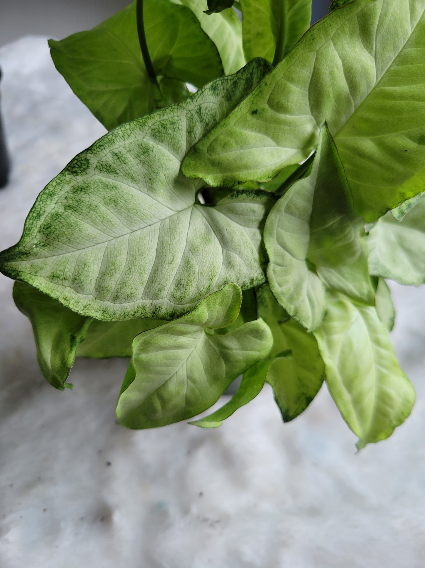 Syngonium White Butterfly