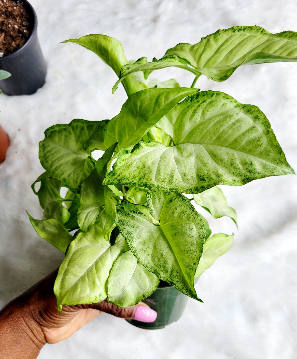 Syngonium White Butterfly