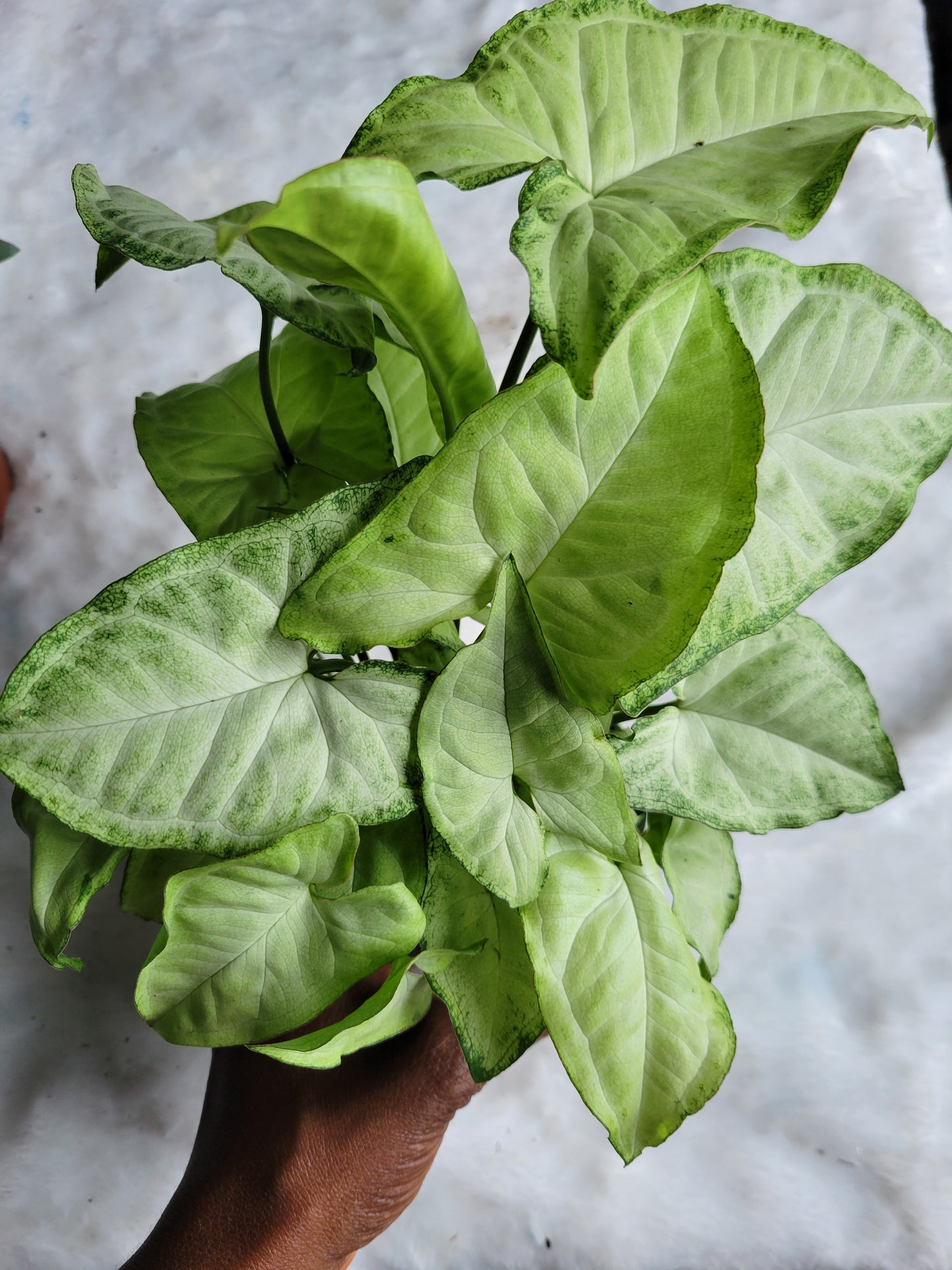 Syngonium White Butterfly