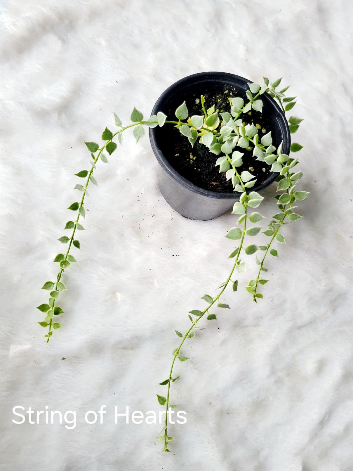 String of Hearts