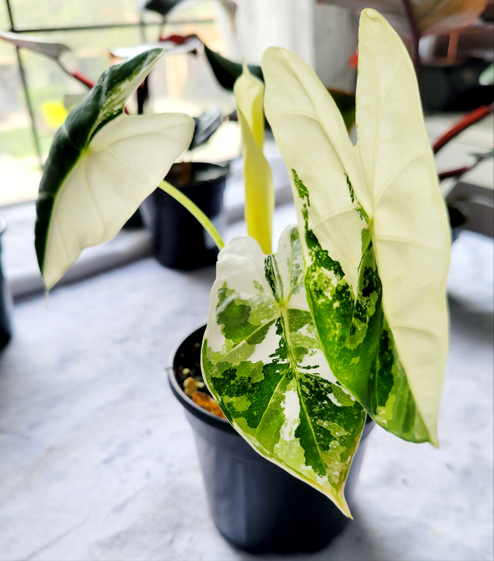 Alocasia Variegated Frydek