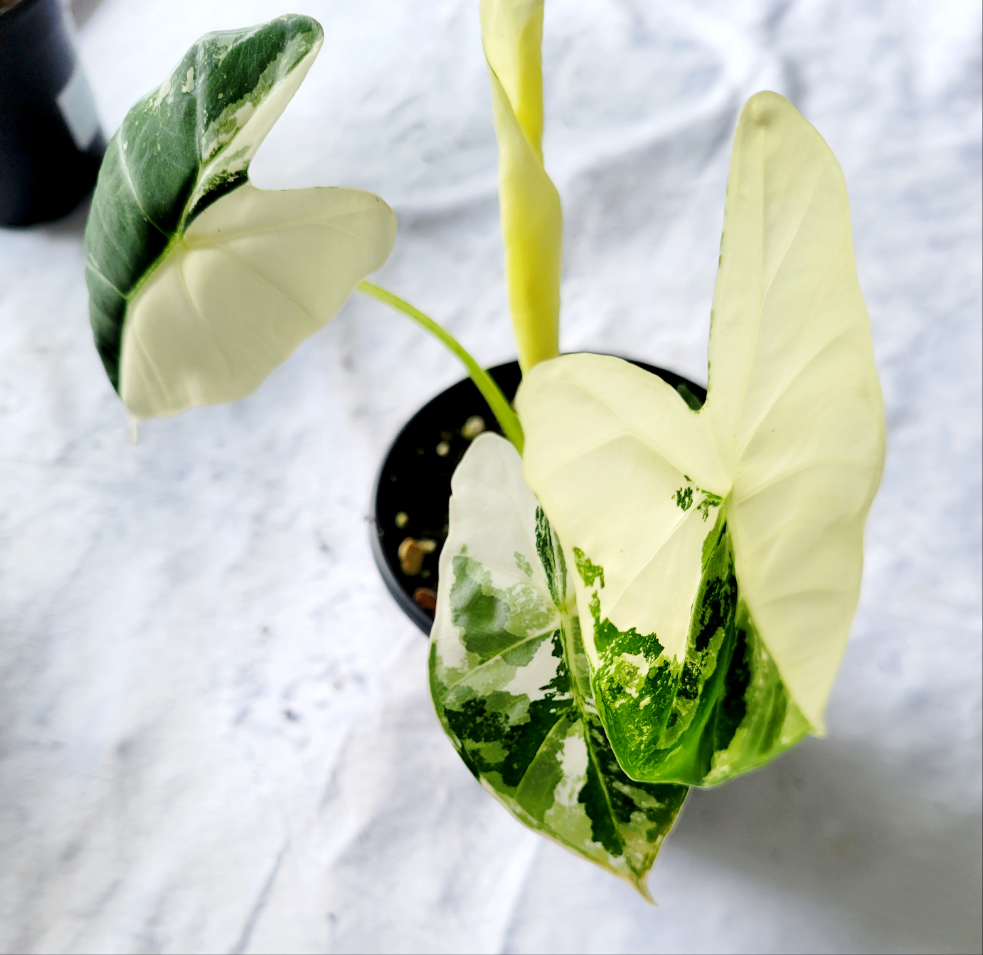 Alocasia Variegated Frydek