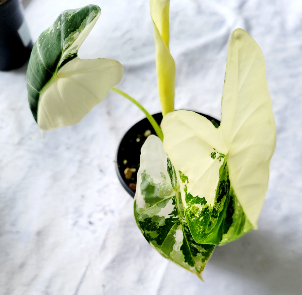 Alocasia Variegated Frydek